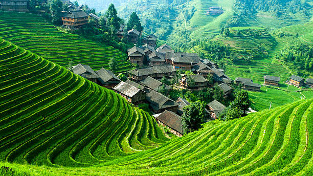 Longji Rice Terraces Dragon Backbone