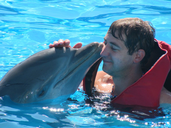 dolphin