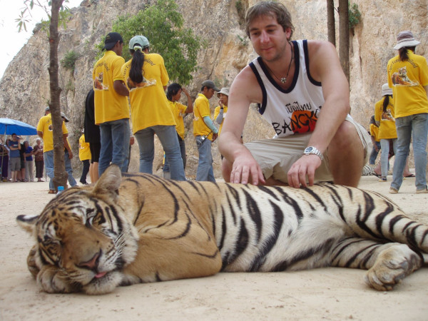 tiger